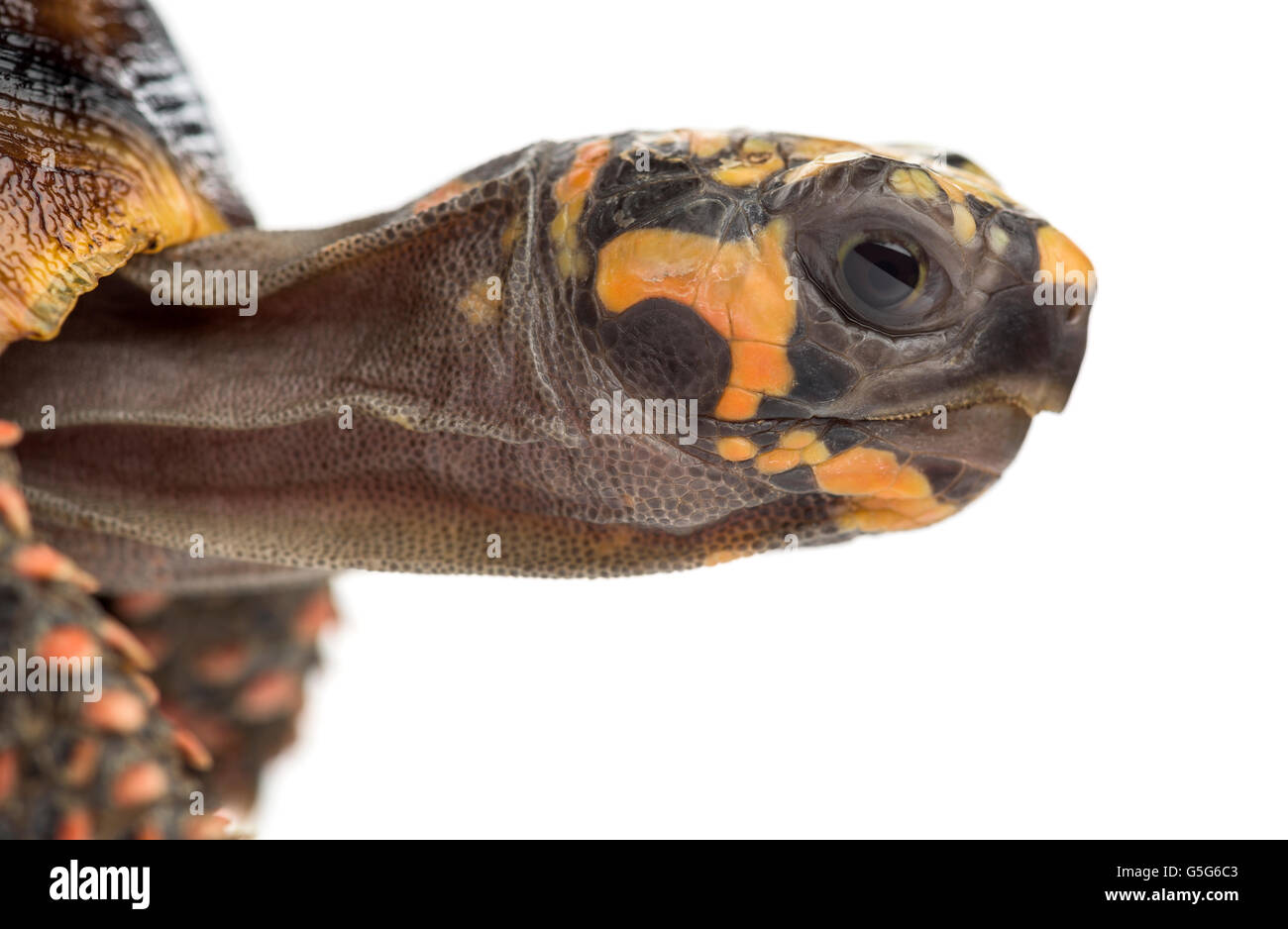 Close-up of a Red-footed tortoises (1,5 years old), Chelonoidis ...