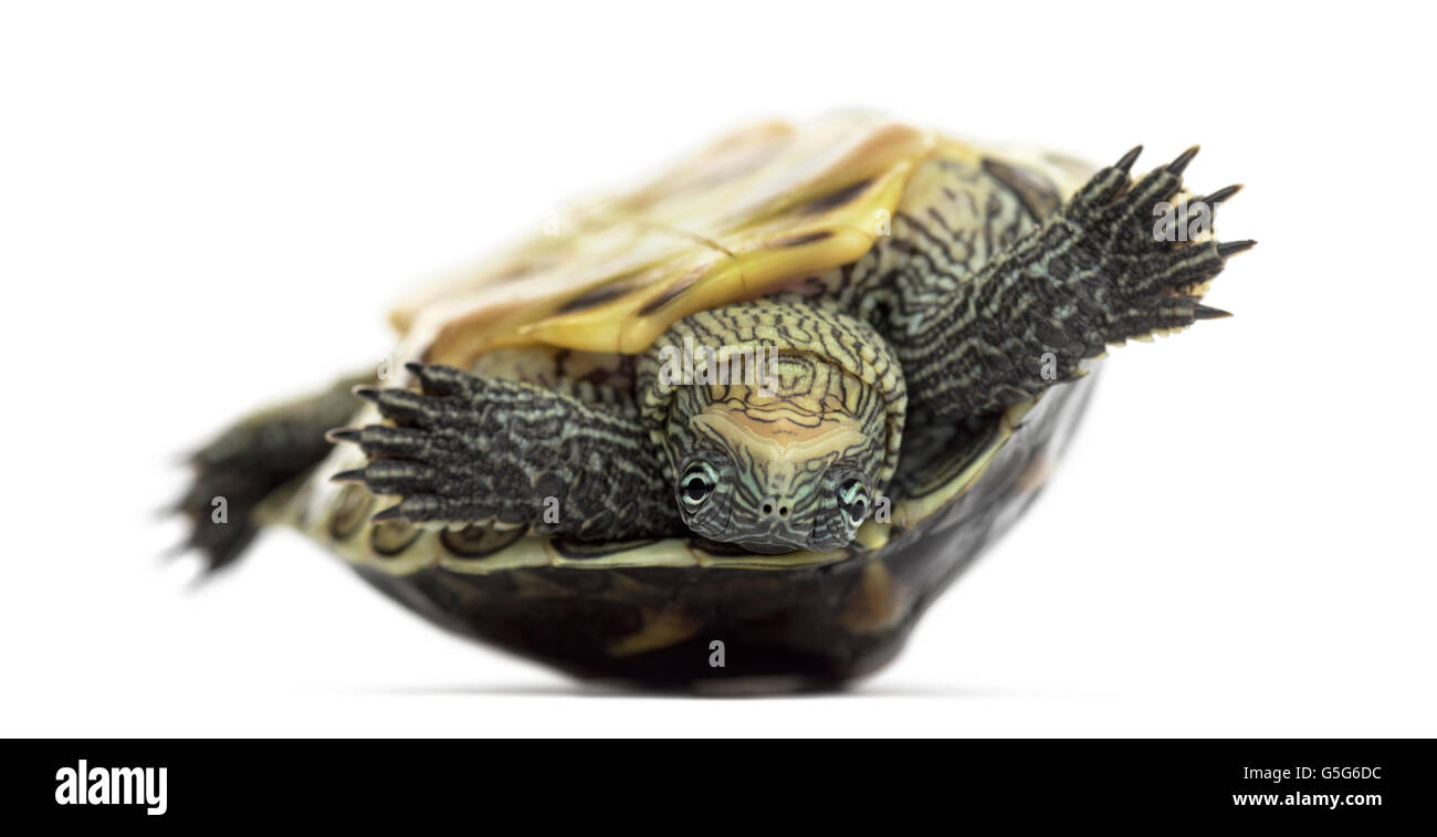 Chinese stripe-necked turtle (1 year old), Ocadia sinensis, on its back in front of a white background Stock Photo