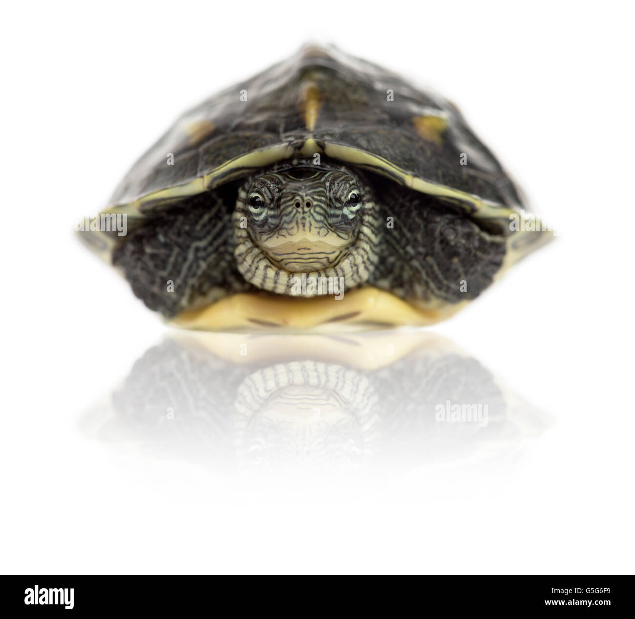 Chinese stripe-necked turtle (1 year old), Ocadia sinensis, hiding in its shell in front of a white background Stock Photo