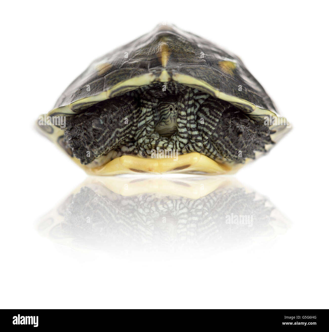 Chinese stripe-necked turtle (1 year old), Ocadia sinensis, hiding in its shell in front of a white background Stock Photo