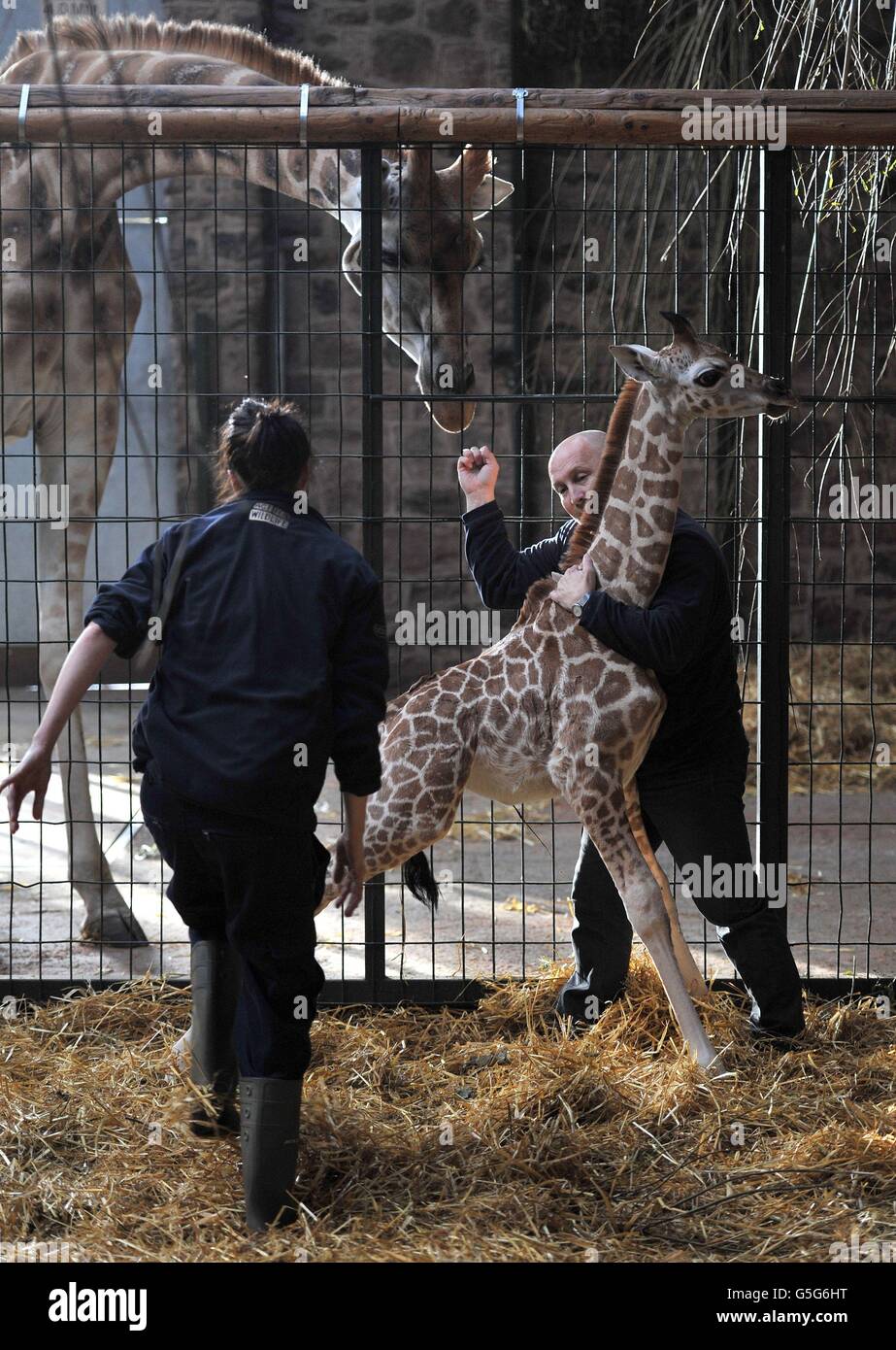 Zoo keepers carry out a health check on a 10-day-old Rothschild Giraffe calf (unnamed) in it's enclosure, watched by mother Dagmar, at Chester Zoo, Cheshire. Stock Photo