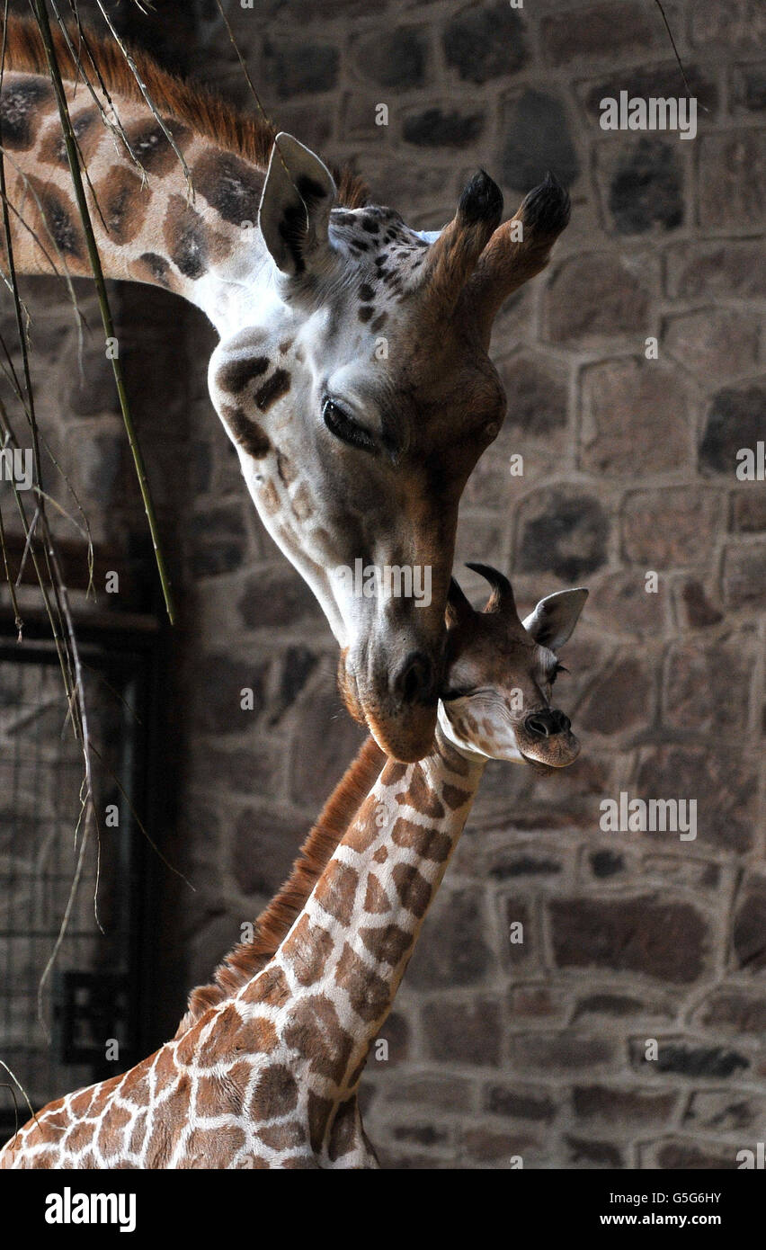 A 10-day-old Rothschild Giraffe calf (unnamed) in it's enclosure with mother Dagma, after zoo keepers carried out a health check at Chester Zoo, Cheshire. Stock Photo