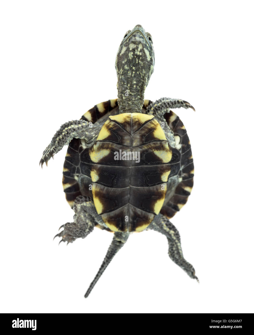 European pond turtle (1 year old), Emys orbicularis, swimming in front of a white background Stock Photo