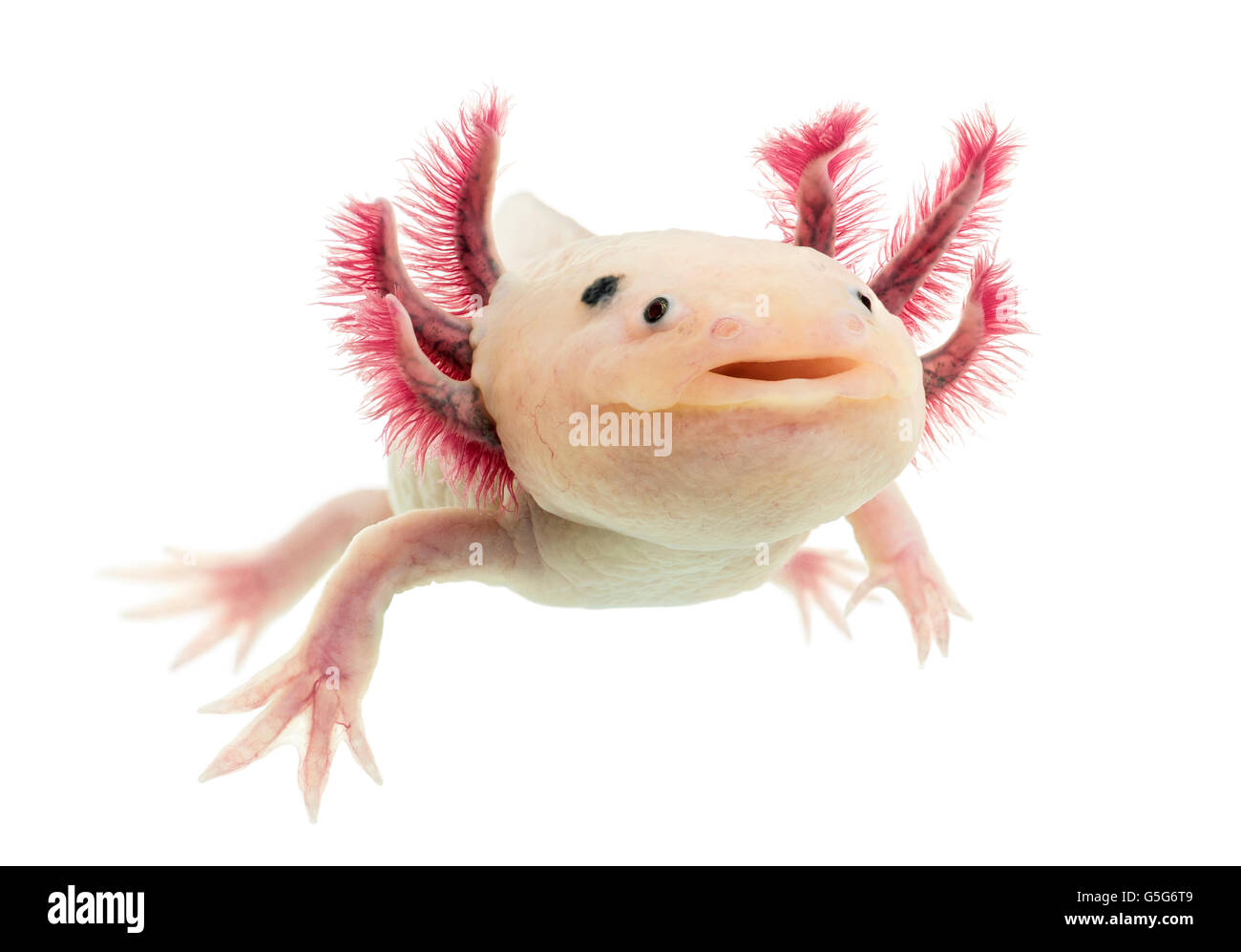 Axolotl (Ambystoma mexicanum) in front of a white background Stock Photo