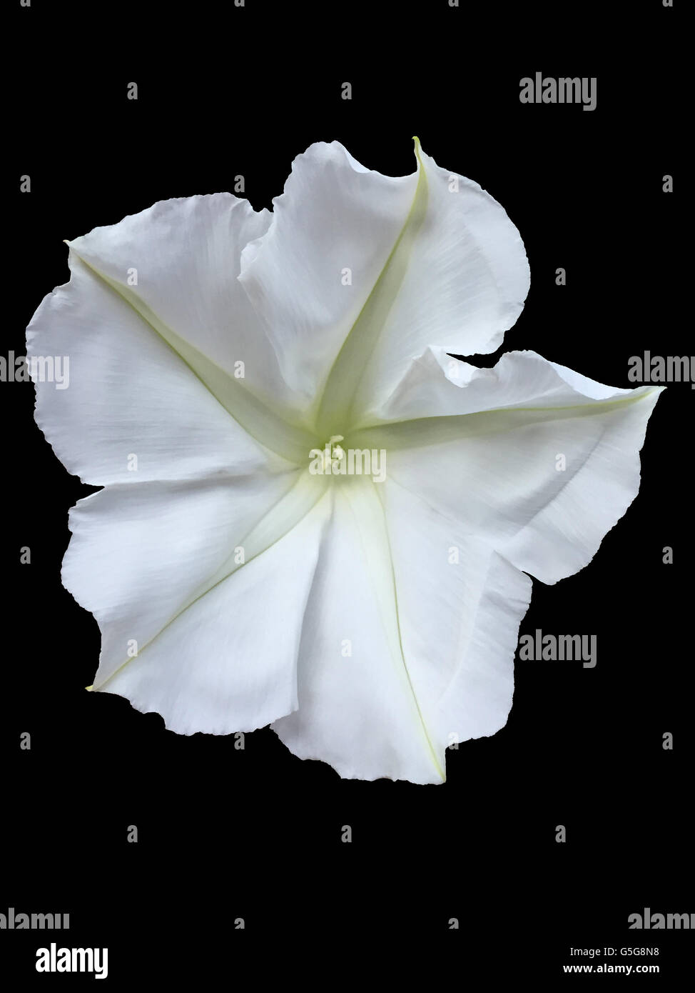 White moonflower Stock Photo