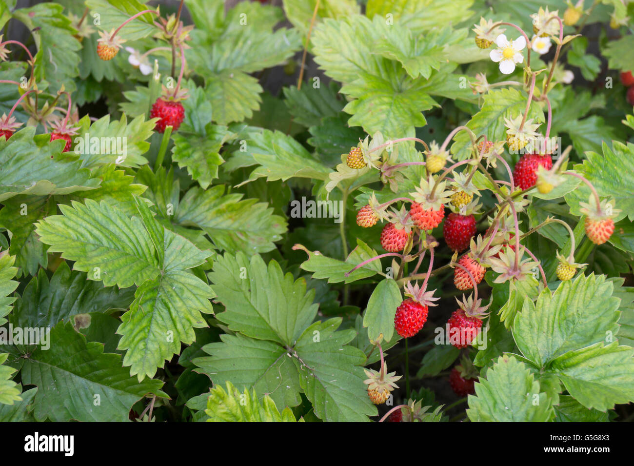 Red and ripe strawberry grows on background green sheet Stock Photo - Alamy