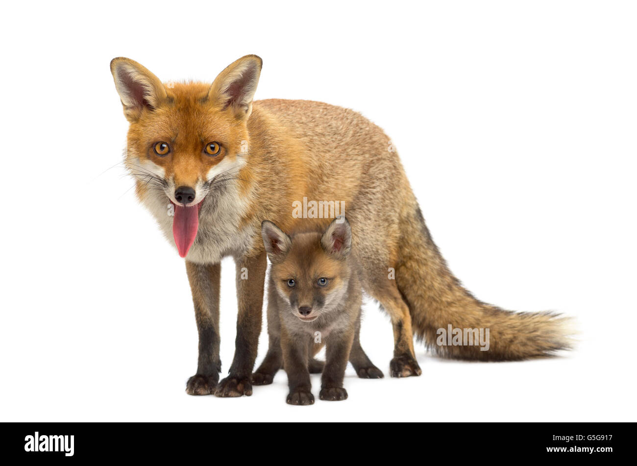 Mother fox with her cub (7 weeks old) in front of a white background Stock Photo