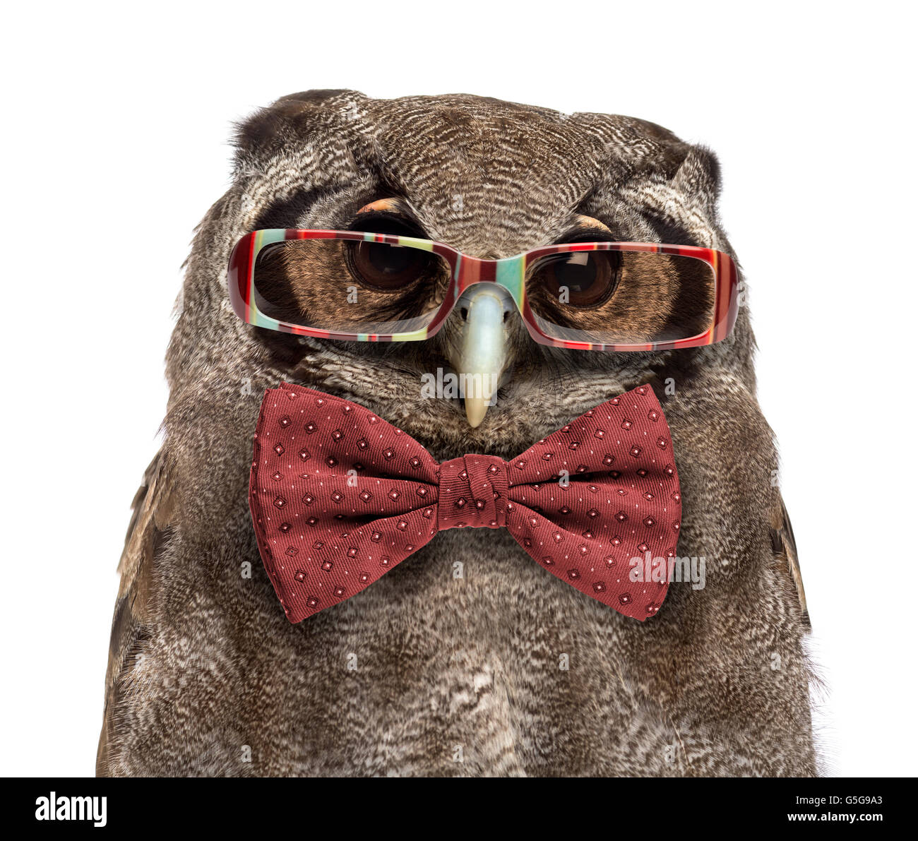 Close-up of a Verreaux's eagle-owl - Bubo lacteus (3 years old) wearing glasses and a bow tie in front of a white background Stock Photo