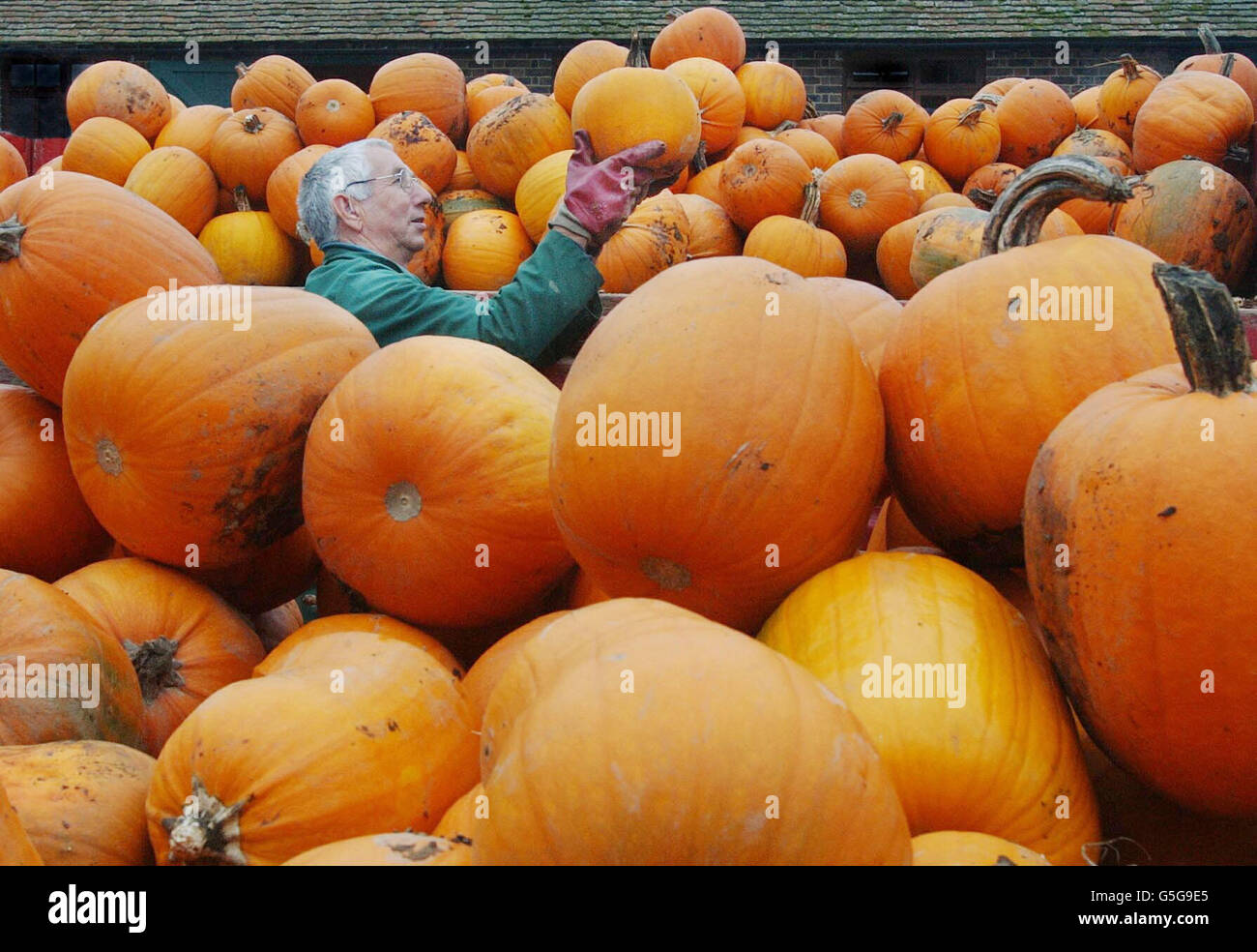 Brian Laker checks the quality of pumpkins picked at Tulley's farm near Crawley, West Sussex, which form part of the crop of twenty thousand which will be harvested during October and sold on site. * This is the busy peroid for the farm with last weekend's Pumpkin Festival and of course Hallowe'en on October 31. Stock Photo