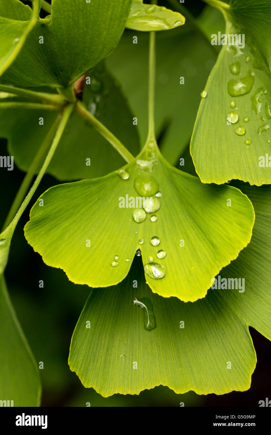 Gingko leaves hires stock photography and images Alamy