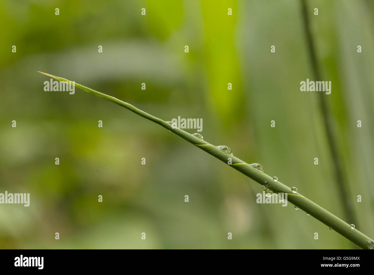 Rain Drops. A close up of a furled leaf covered in rain drops with a ...