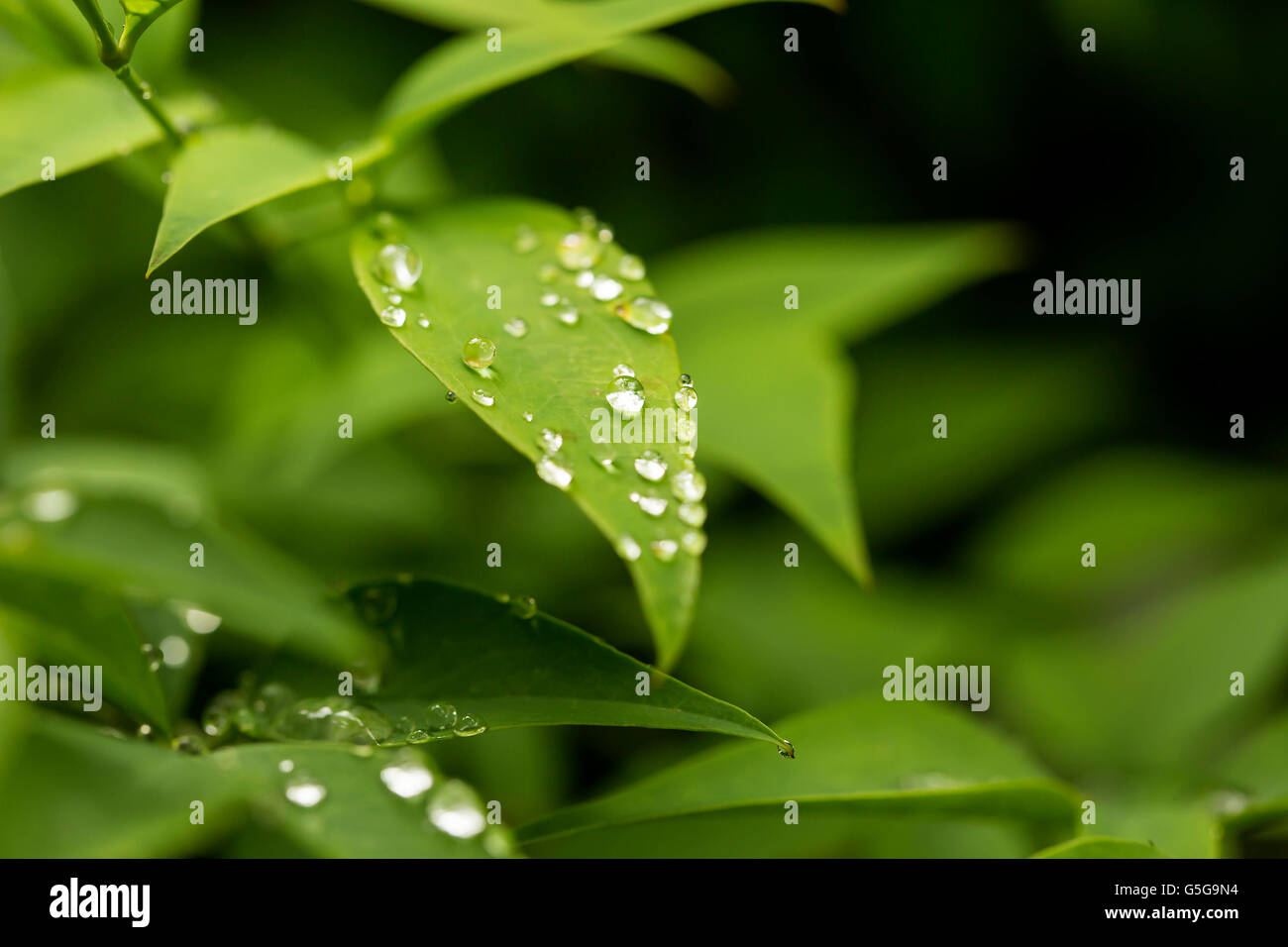Close Up on Leaves. Lush green leaves covered in rain drops make a a ...