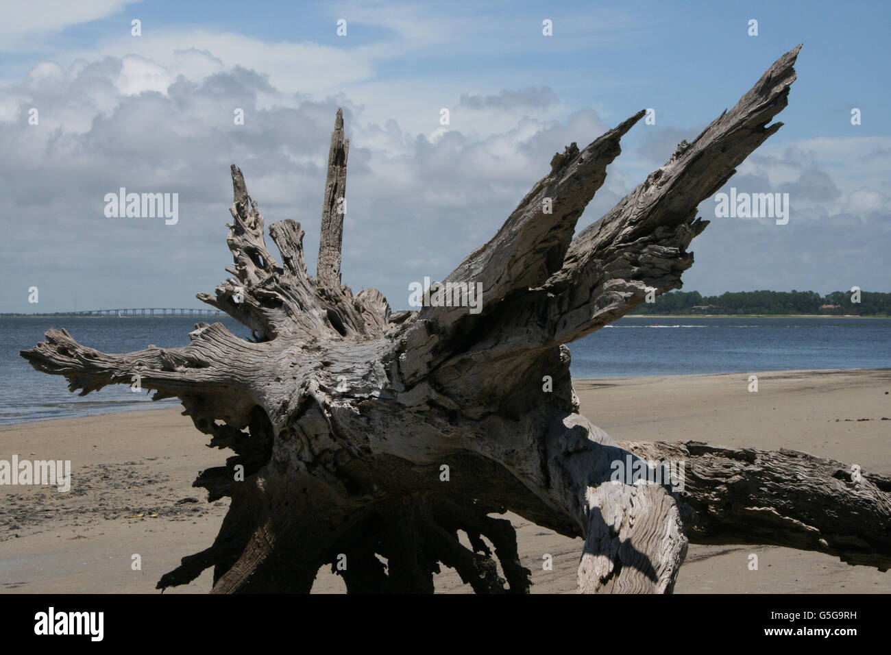 Driftwood tree trunk Stock Photo Alamy