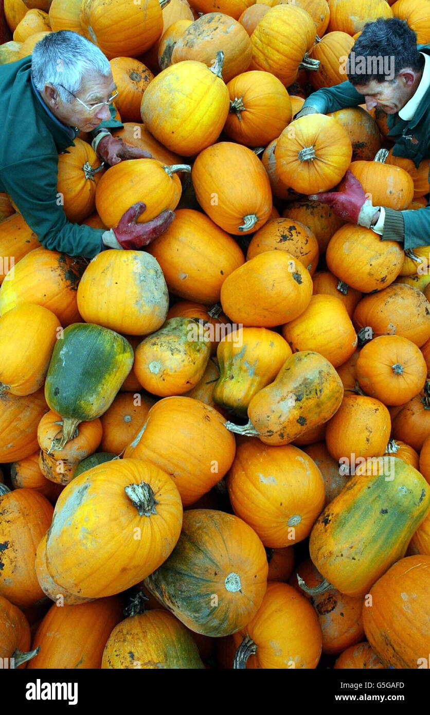 Brian Laker, left, and Ed Bassett, right, check the quality of pumpkins at Tulley's farm near Crawley, West Sussex.They form part of the crop of twenty thousand which will be harvested during October and sold on site. *...The farm's annual Pumpkin Festival starts this weekend, continuing for the fortnight until Hallowe'en.Unlike Guy Fawke's Night, this year's Hallowe'en is not threatened by requests for cancellation in the light of the current international situation. Stock Photo