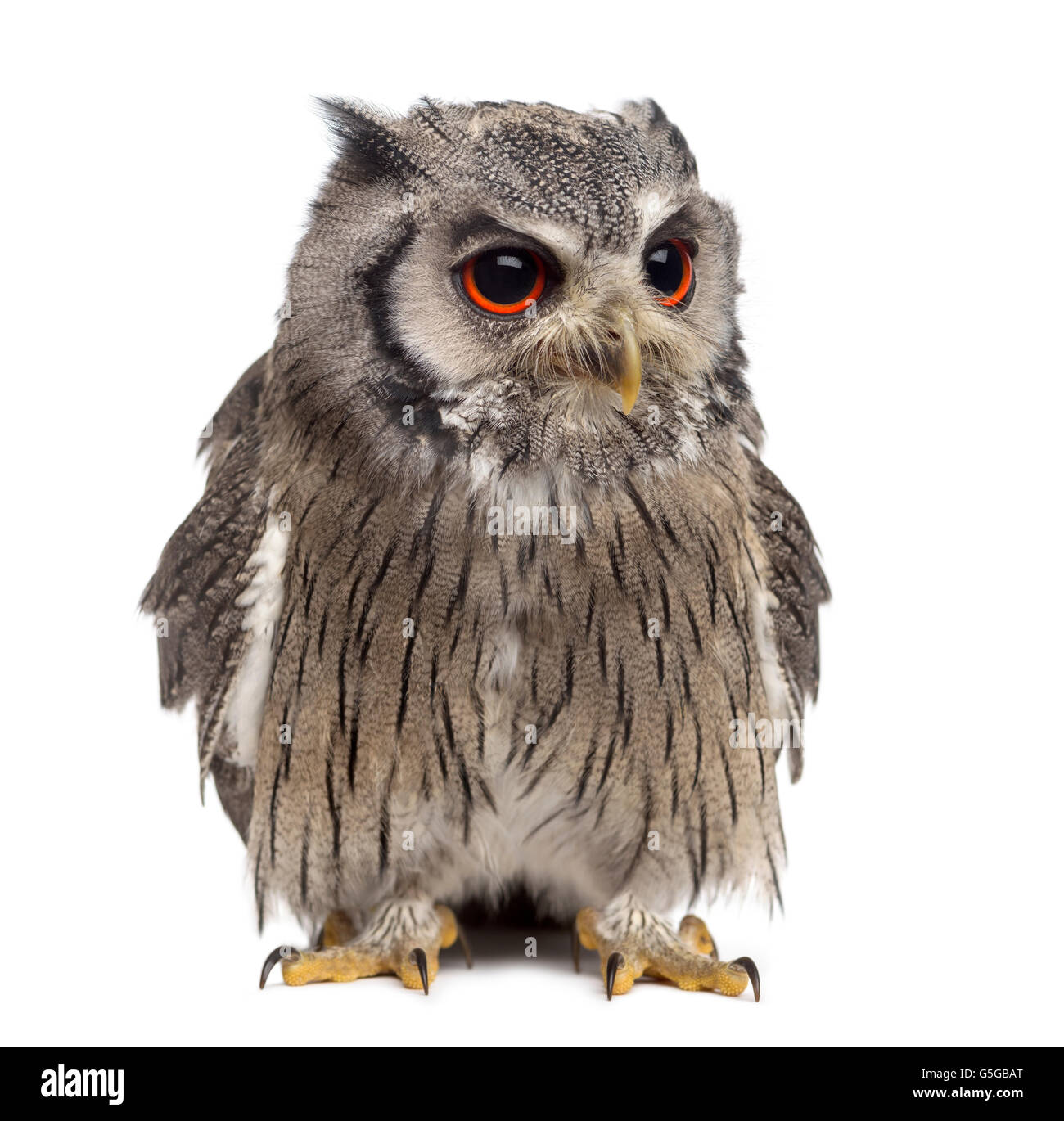 Northern white-faced owl - Ptilopsis leucotis (1 year old) in front of a white background Stock Photo