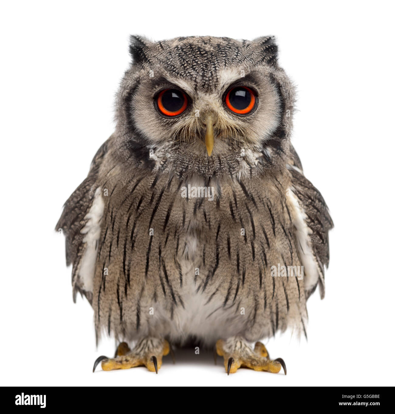 Northern white-faced owl - Ptilopsis leucotis (1 year old) in front of a white background Stock Photo