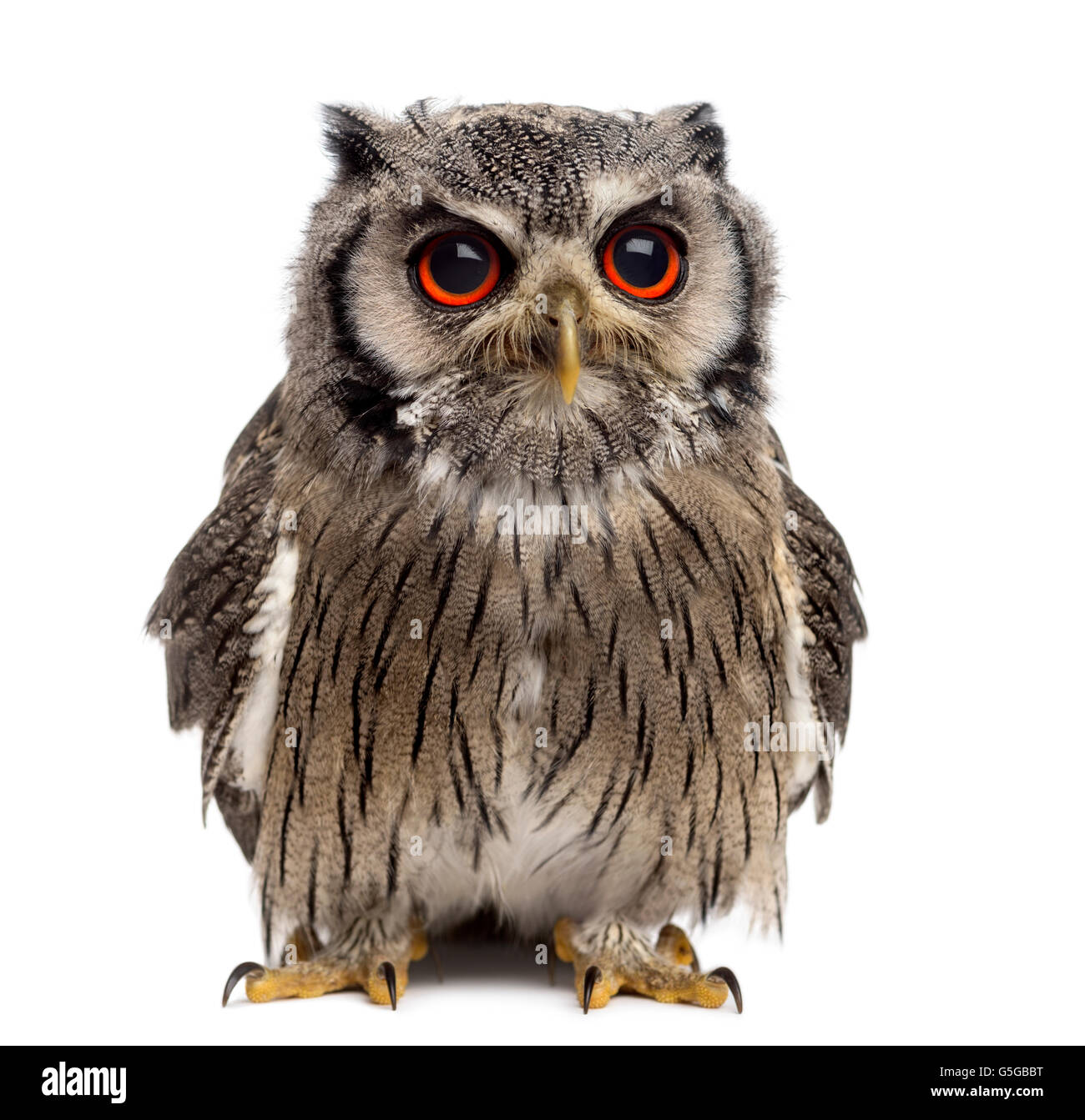 Northern white-faced owl - Ptilopsis leucotis (1 year old) in front of a white background Stock Photo