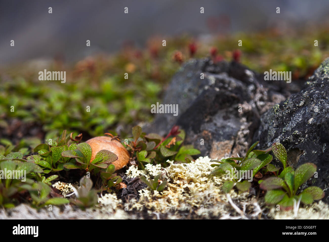 Beautiful image of tundra mushroom Botulla, plants and moss Chukotka, Russia Stock Photo