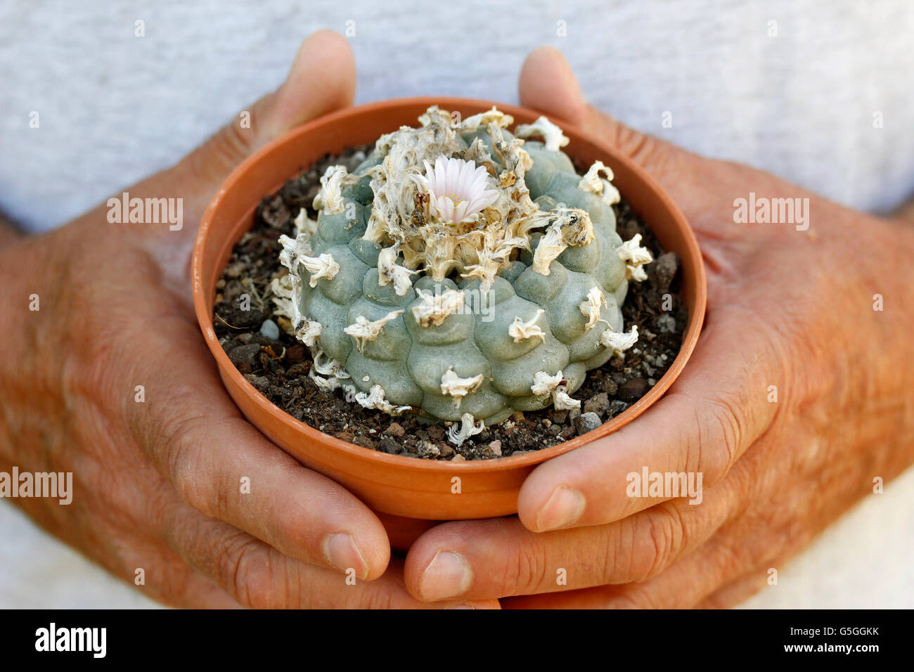 Peyote. Lophophora williamsii. Stock Photo