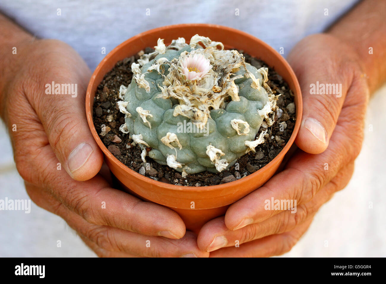 Peyote. Lophophora williamsii. Stock Photo