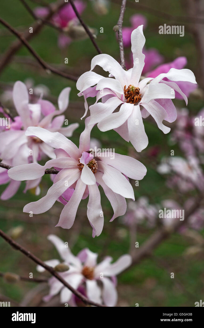 Leonard Messel loebner magnolia Stock Photo - Alamy