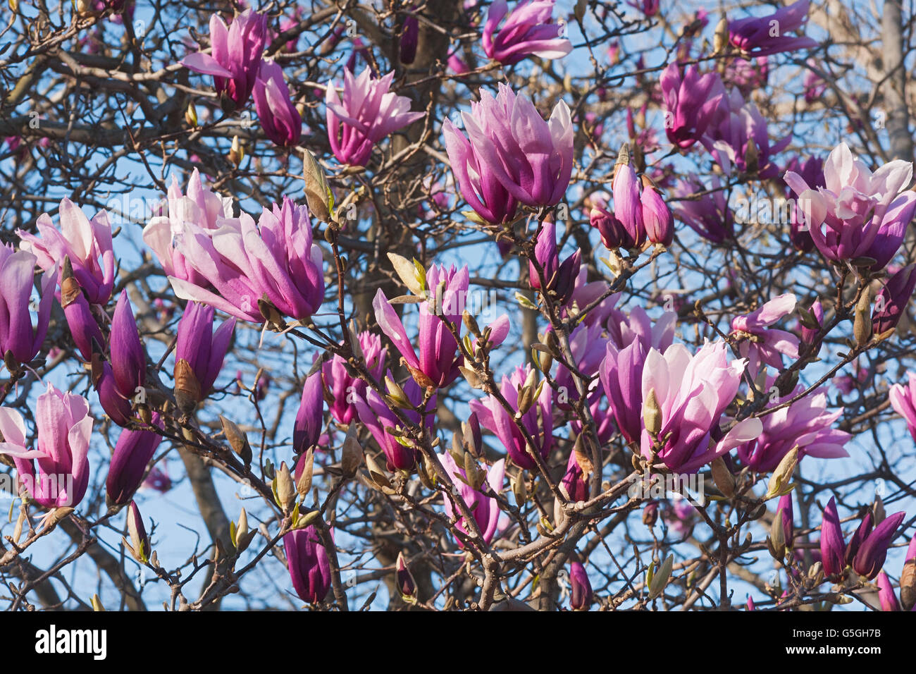 Girl Hybrid Magnolia Betty Stock Photo Alamy Girl Hybrid Magnolia Betty Stock Photo Alamy