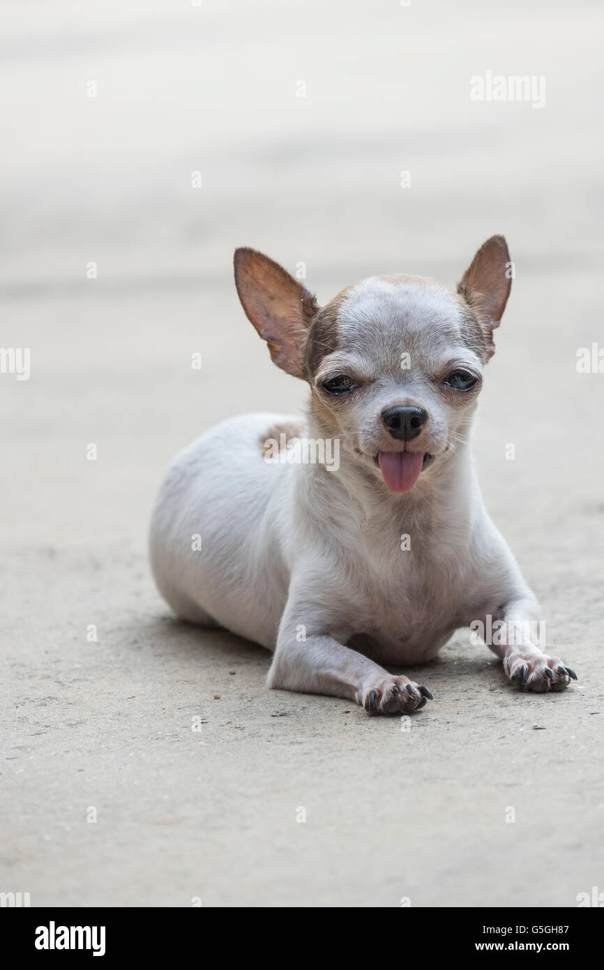 Small White Short Hair Chihuahua Dog Outdoor Stock Photo