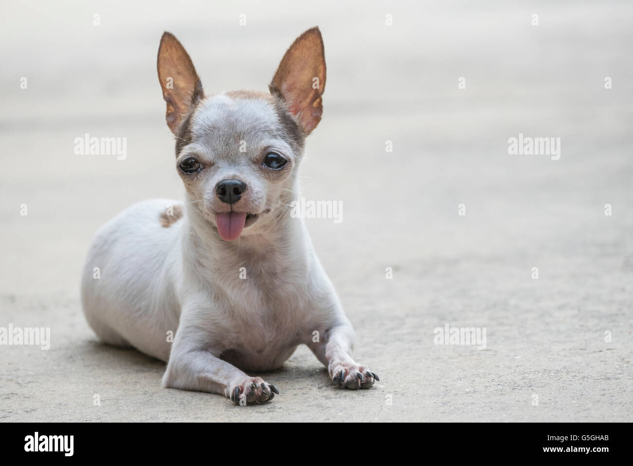 Small White Short Hair Chihuahua Dog Outdoor Stock Photo
