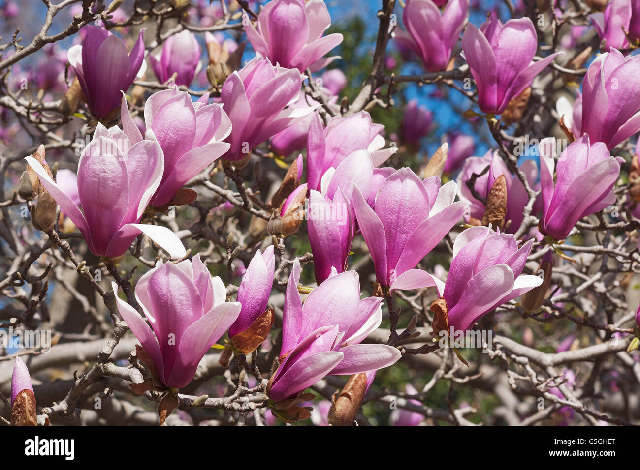 Verbanica saucer magnolia flowers Stock Photo Alamy