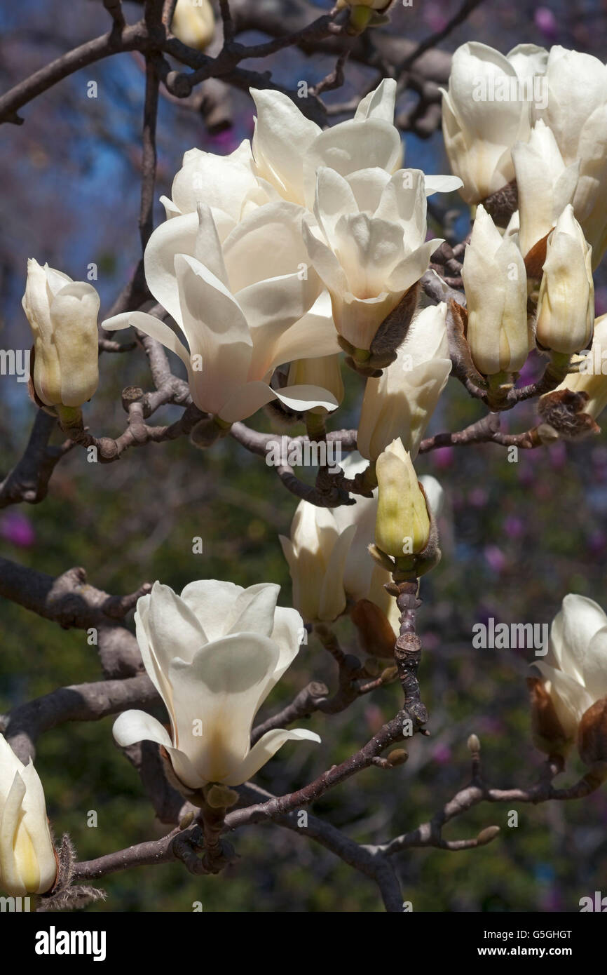 Yulan magnolia flowers Stock Photo Alamy