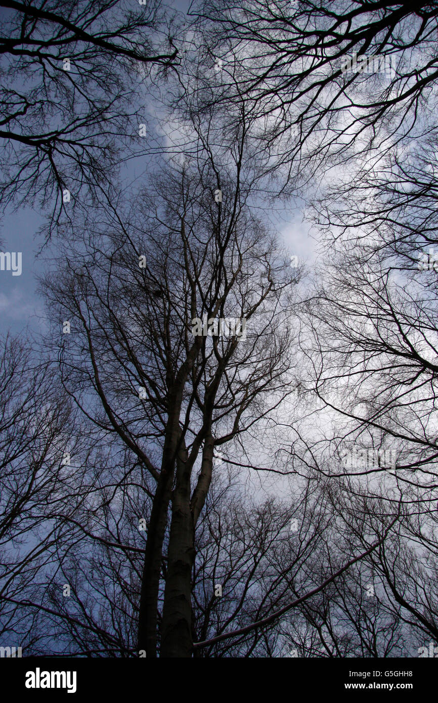 Baumkronen, Wald, Berlin. Stock Photo