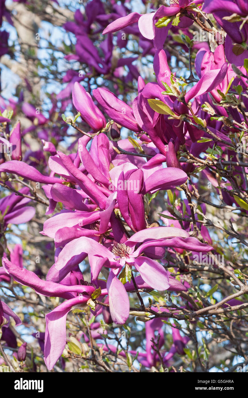 Girl hybrid magnolia Susan Stock Photo