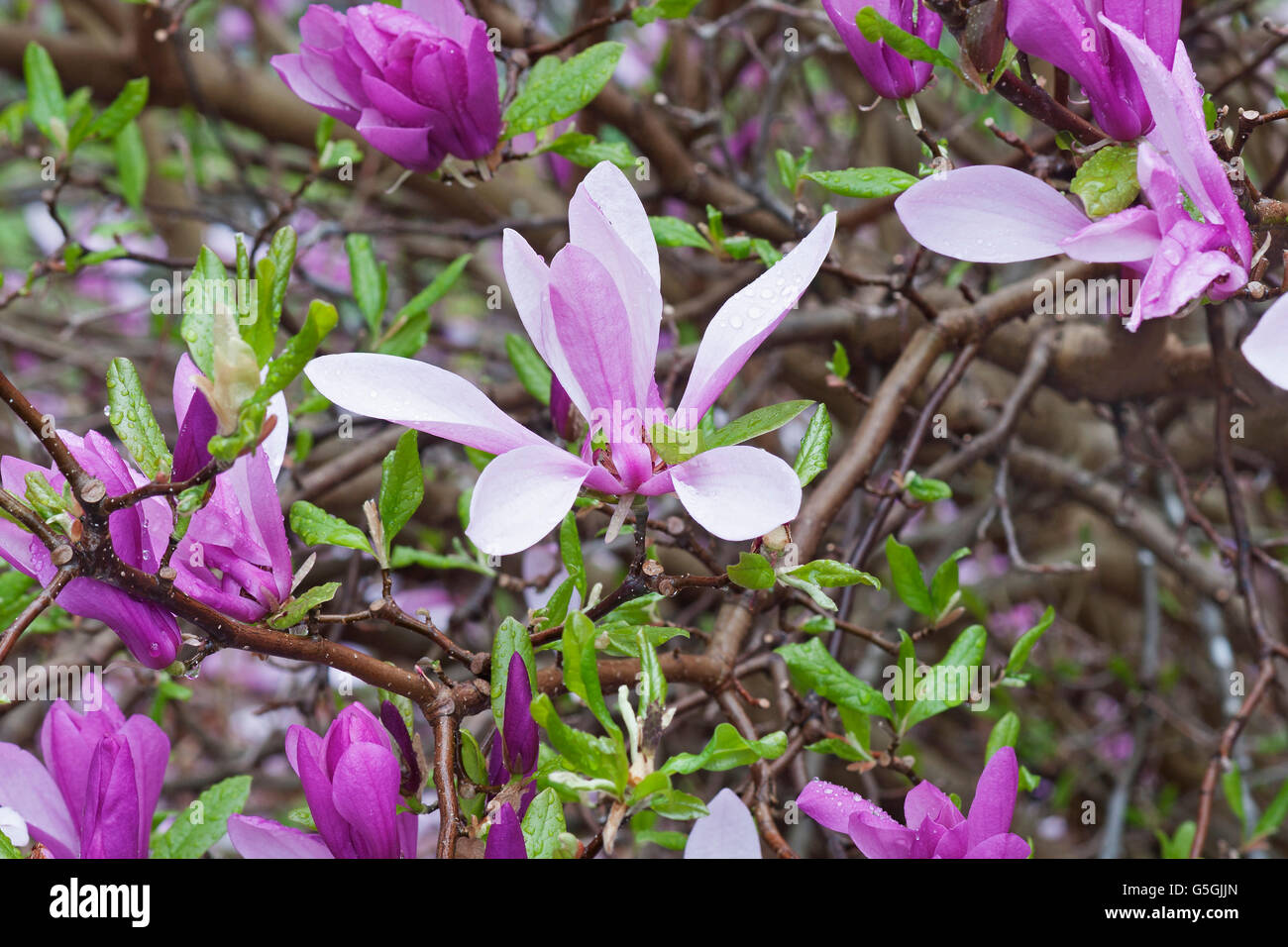 Girl Hybrid Magnolia Ann Stock Photo Alamy Girl Hybrid Magnolia Ann Stock Photo Alamy