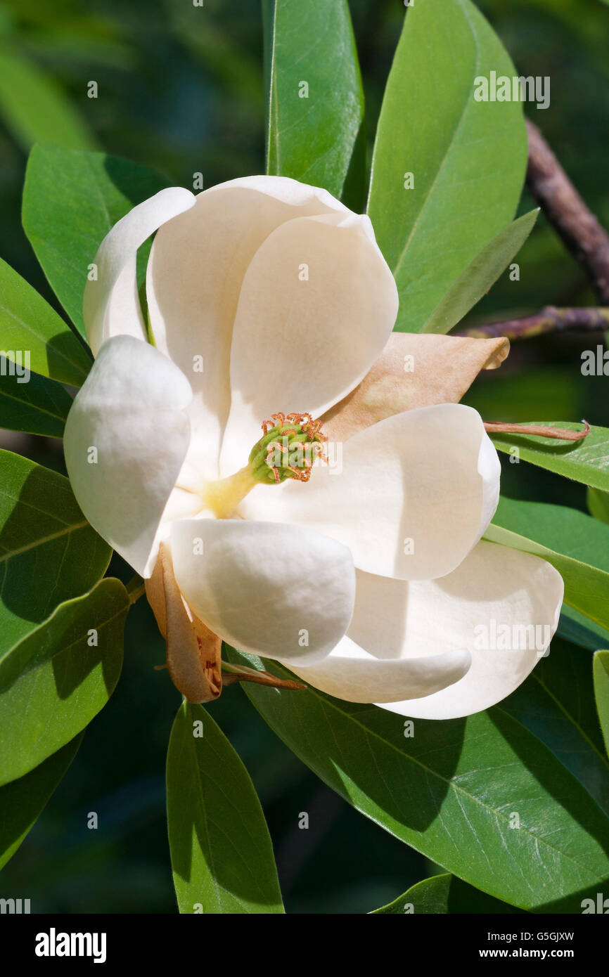 Sweetbay Magnolia Flower Stock Photo Alamy Sweetbay Magnolia Flower Stock Photo Alamy
