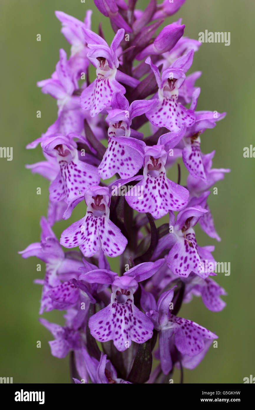 Southern Marsh-orchid Dactylorhiza praetermissa Stock Photo