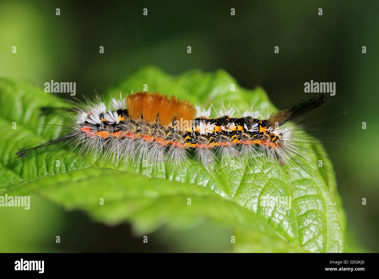 Caterpillar of the Rusty Tussock Moth a.k.a. Vapourer Orgyia antiqua Stock Photo