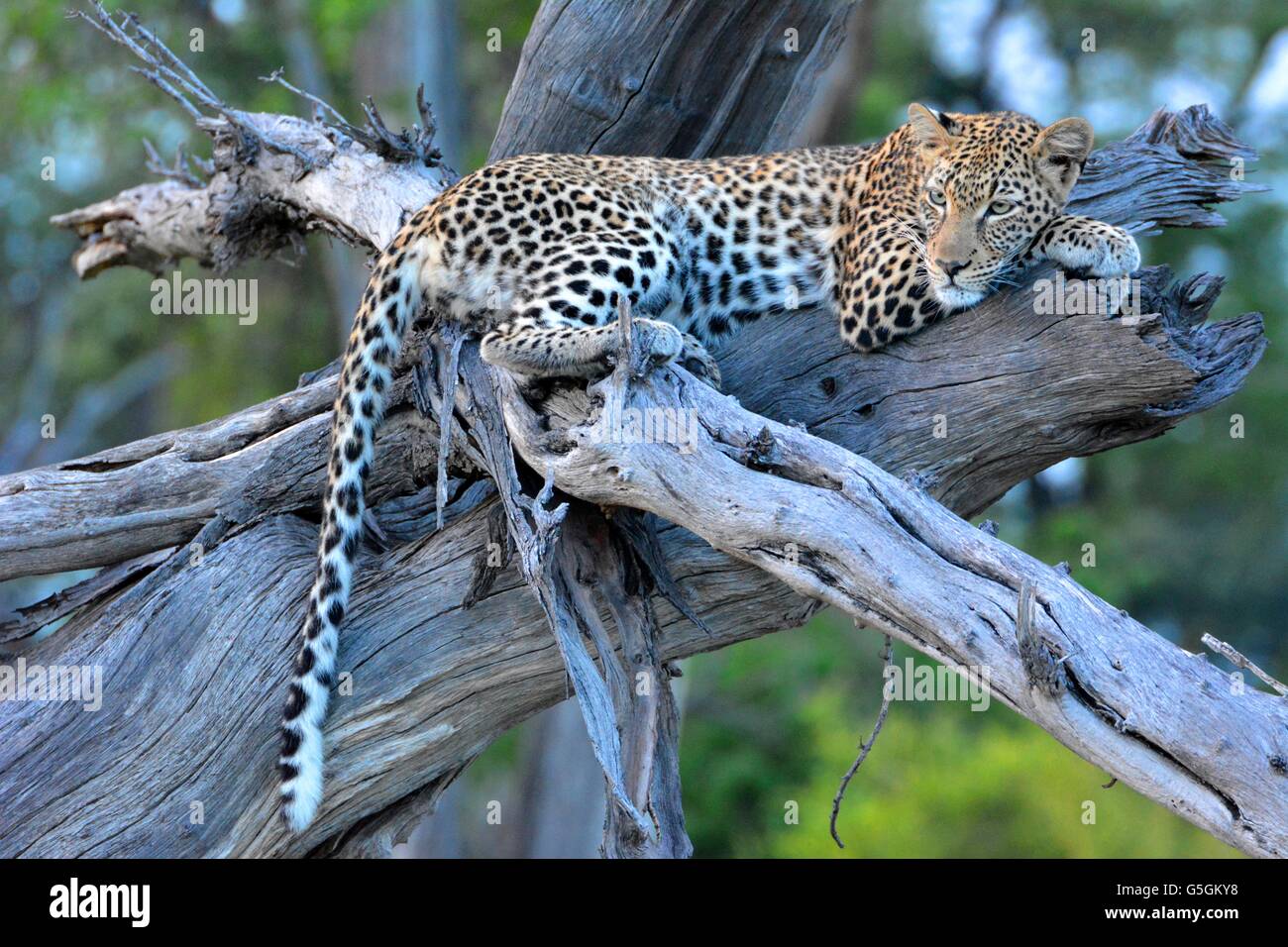 Leopard resting on a dead tree Stock Photo