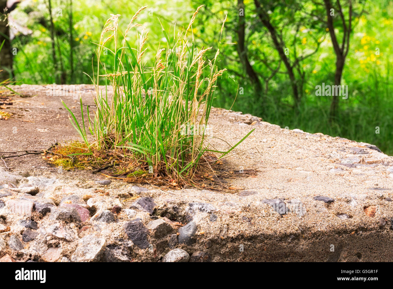 Grass Growing o Concrete with trees and vegetation in the background ...