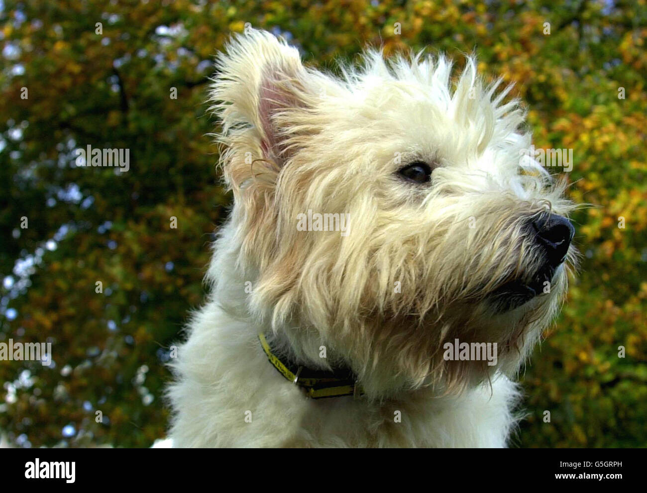 Animal Head Head Shot Pet Bad Behaviour Noisy Penalty Grangegk Hi res 