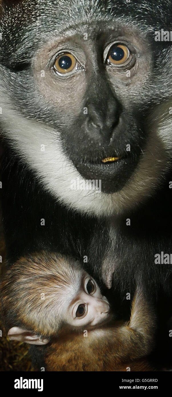 L'Hoest's Monkey Tumbili with her new born baby that has not been named yet at Edinburgh Zoo in Scotland. Stock Photo