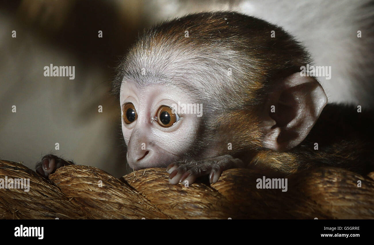 A new born L'Hoest Monkey that has not been named yet at Edinburgh Zoo in Scotland. Stock Photo