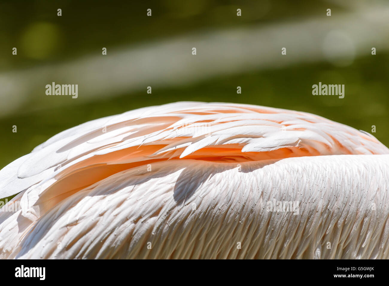 Pelican Bird Feathers Close Up Stock Photo