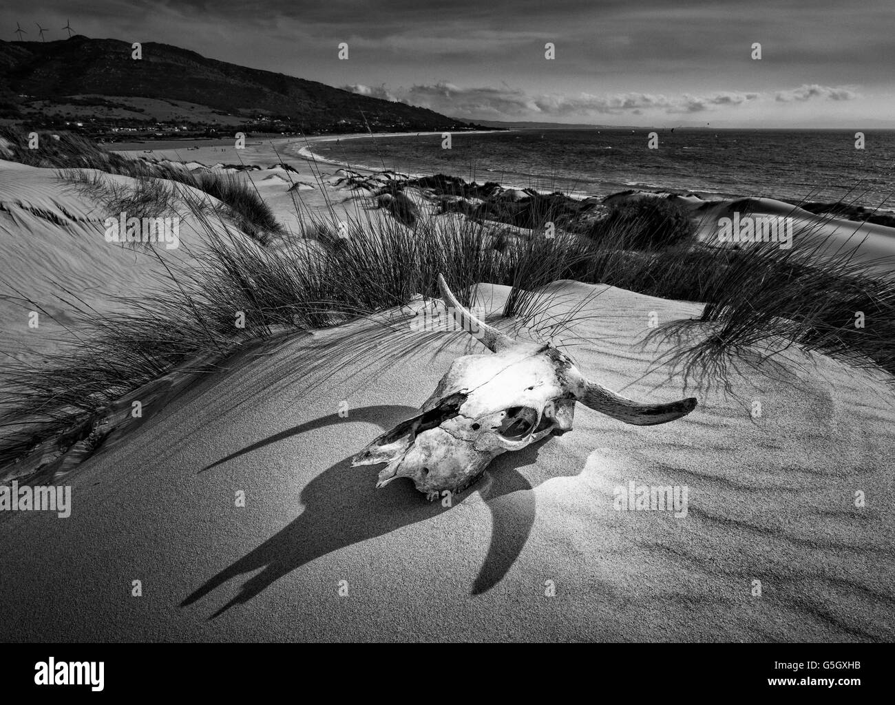 Cow skull.  Punta Paloma, Tarifa, Costa de la Luz, Cadiz, Andalusia, Southern Spain. Stock Photo