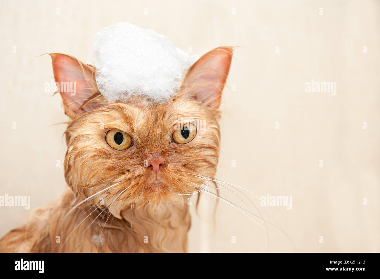 Persian cat taking a bath with foam Stock Photo Alamy