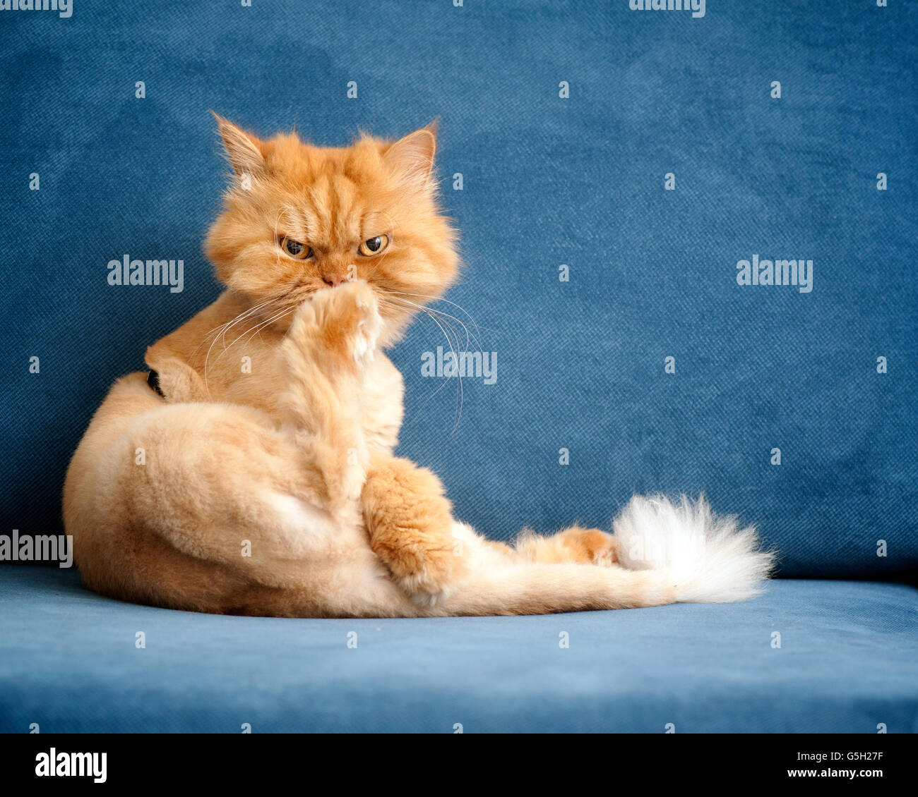 Ginger Persian cat with hair cut sitting on couch Stock Photo - Alamy