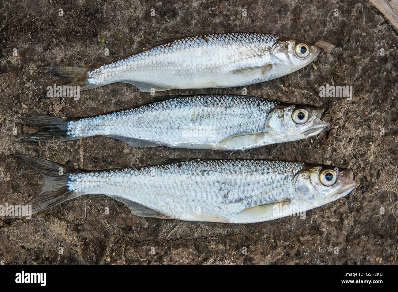 Freshwater fish just taken from the water. Several ablet or bleak fish on natural background. Catching fish - common bleak Stock Photo