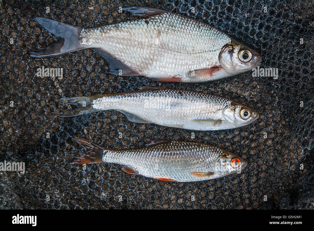Freshwater fish just taken from the water. Ablet or bleak fish, roach and bream fish on fishing net Stock Photo