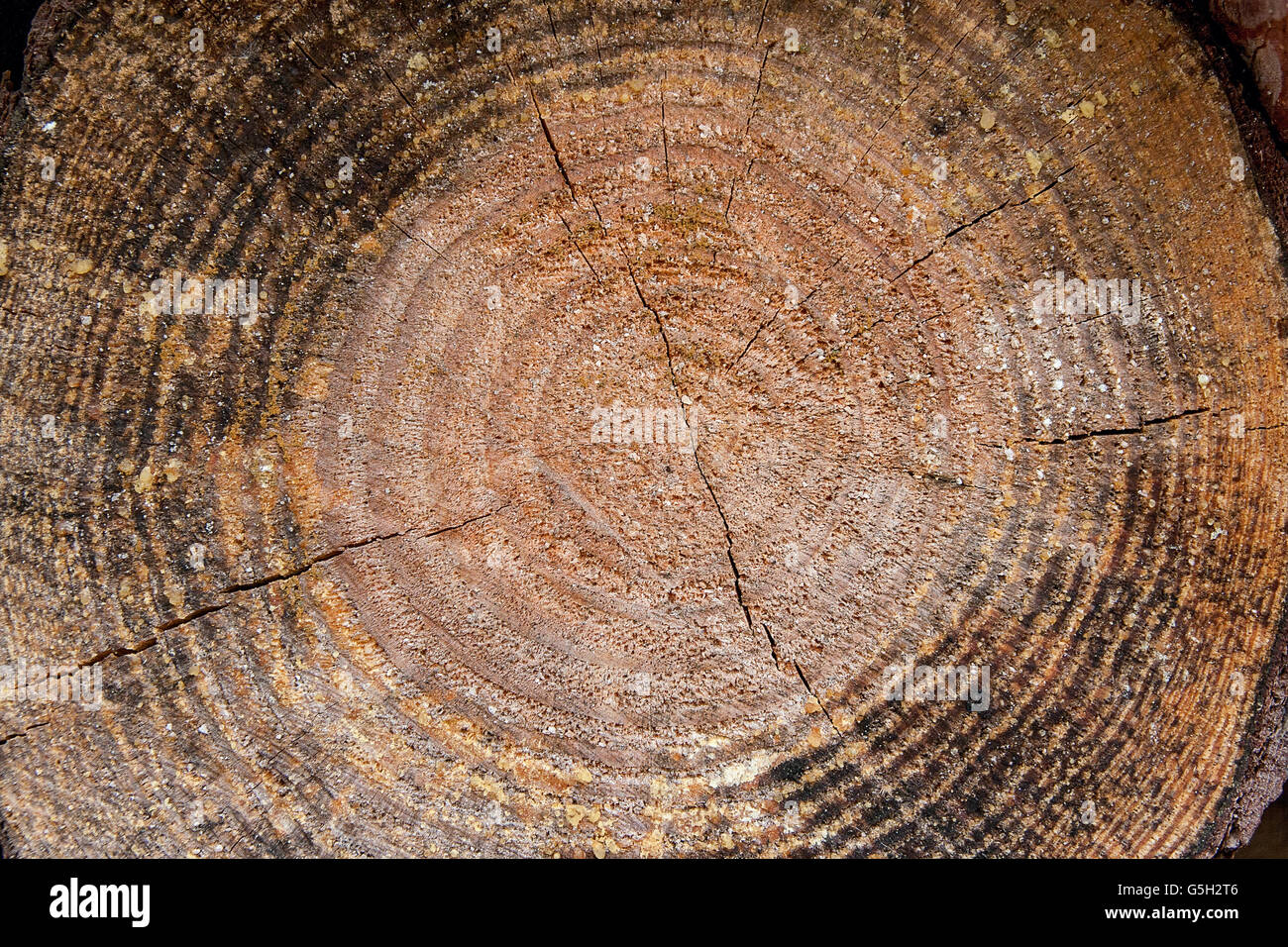 Close up view of cross section of tree trunk showing growth rings ...