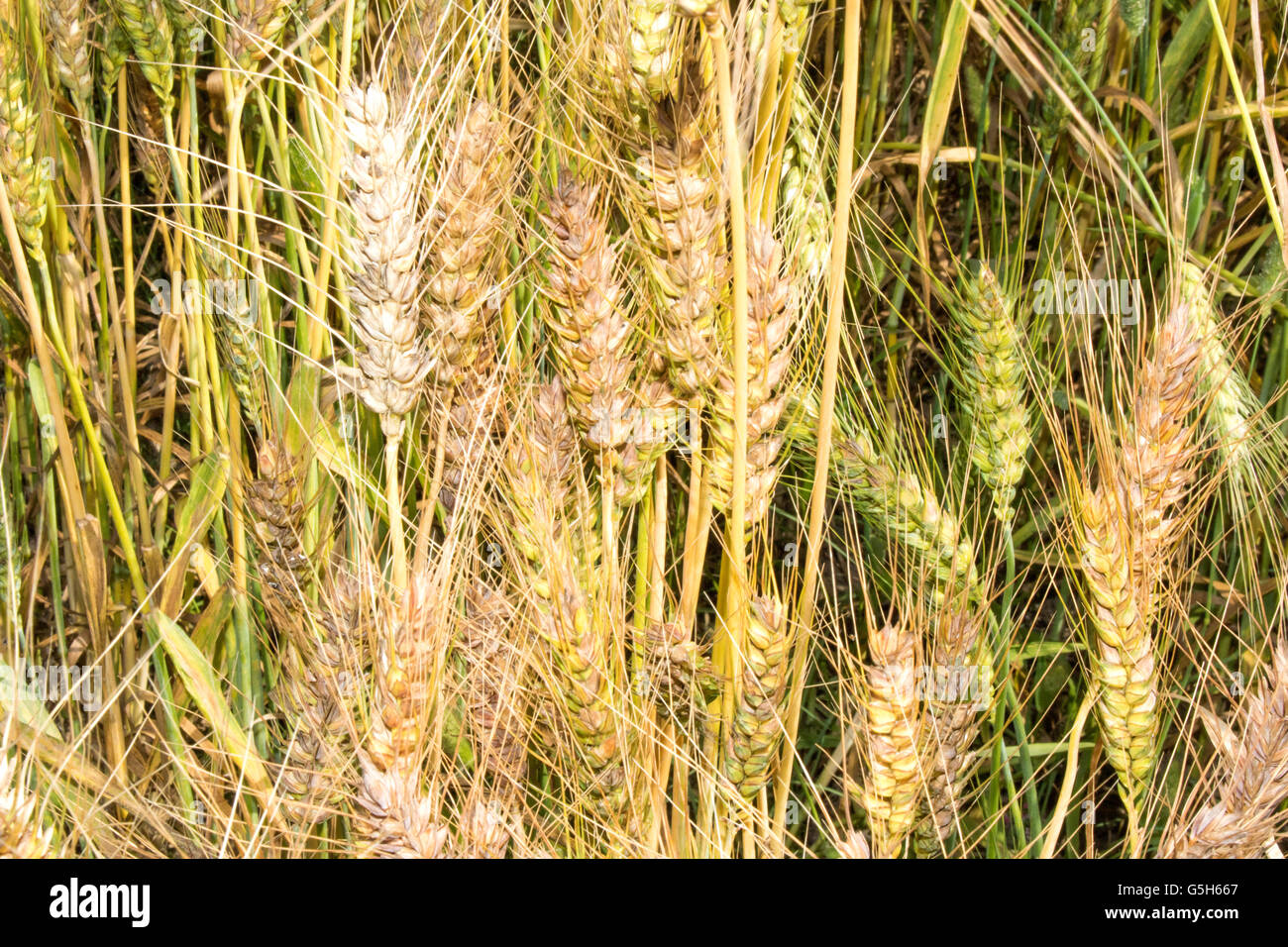 Golden wheat field and sunny day, Wheat field, Ears of golden wheat ...