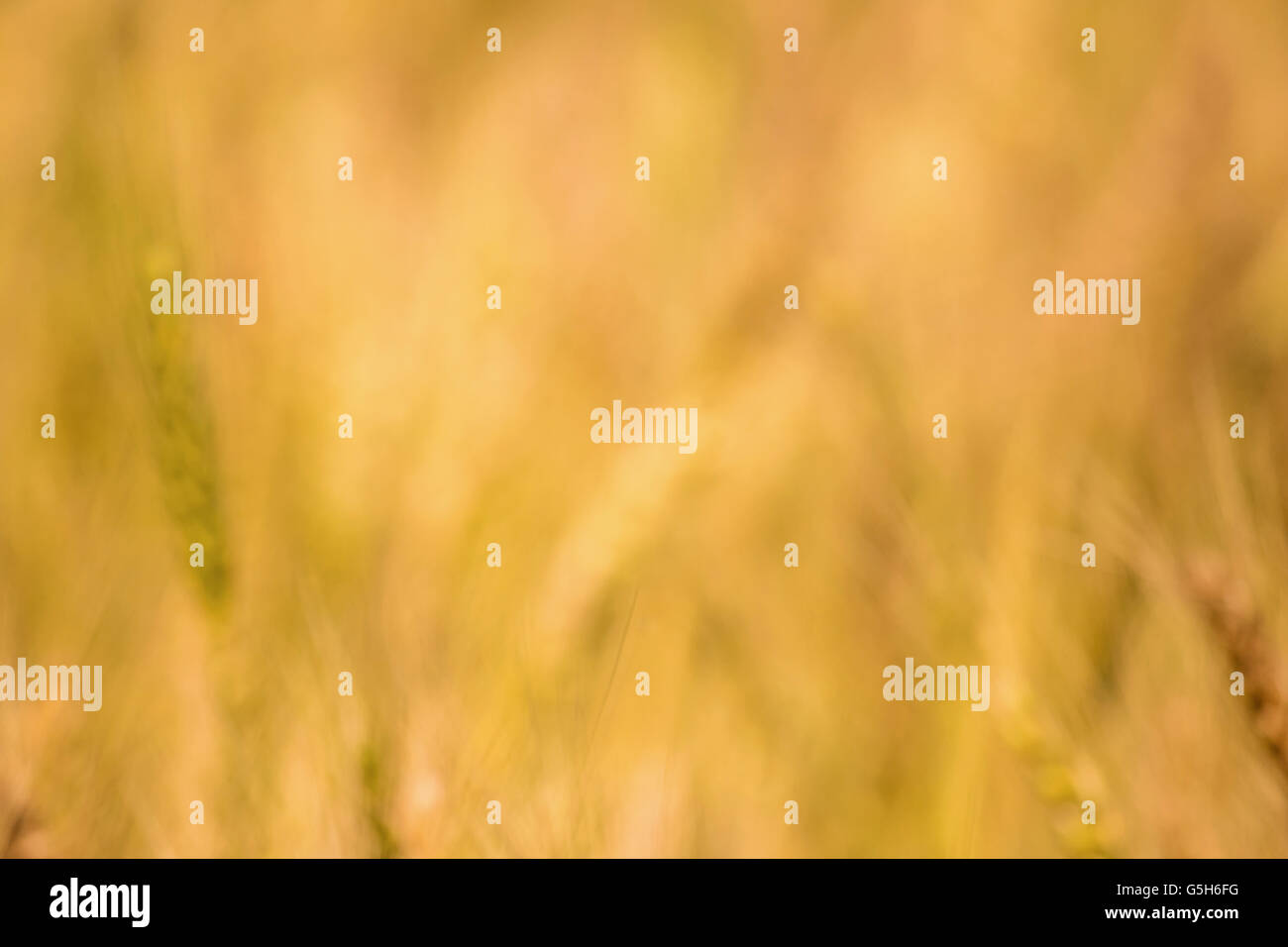 Blur Golden wheat field and sunny day, Wheat field, Ears of golden ...